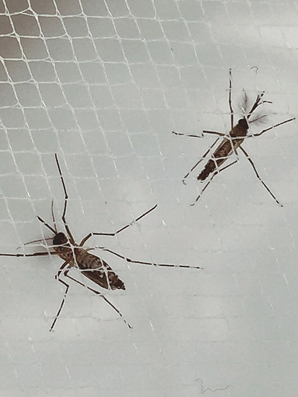 Dengue: Aedes Aegypti Mosquitoes (25908400183).jpg
