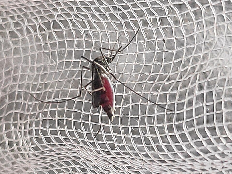 Febre Amarela: Aedes aegypti, the yellow fever mosquito.jpg