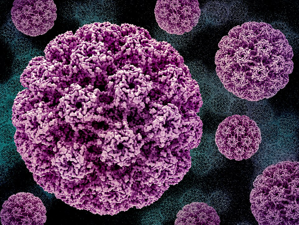 HPV (Papilomavírus Humano): Human Papillomavirus (HPV).jpg