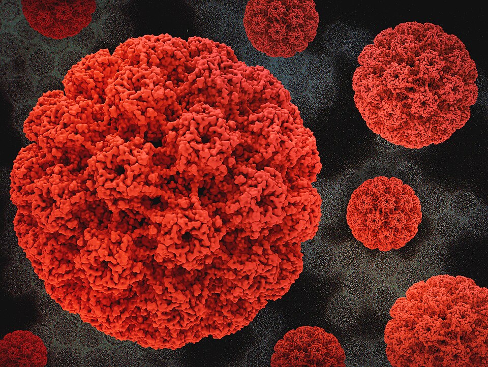 HPV (Papilomavírus Humano): HumanPapillomavirus.jpg