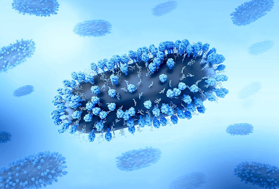 Vírus Sincicial Respiratório (VSR): Human Respiratory Syncytial Virus (RSV).jpg